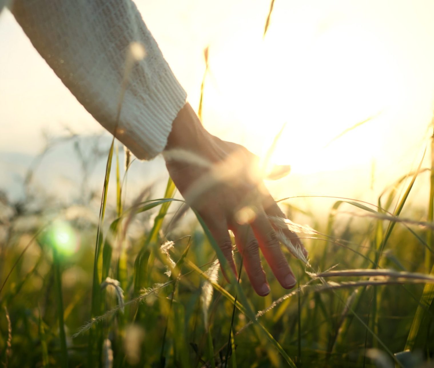 Hand of traveling woman touching meadow in the rays of the sunset summer, Female walks through the field in thick high grass